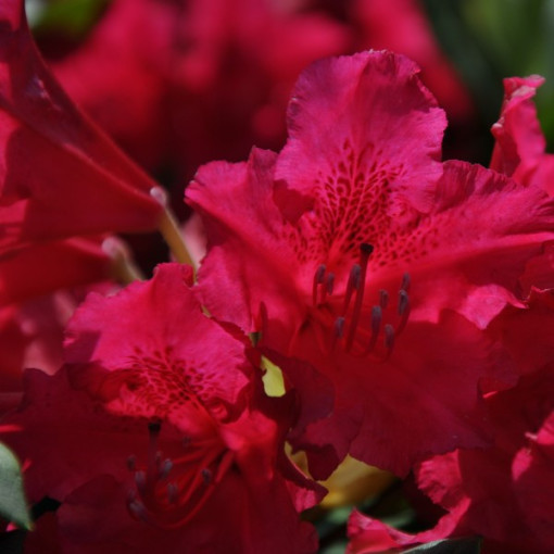Rododendron (Azalka) Scarlet Wonder P9/C1