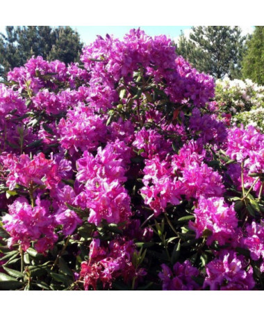 Rododendron (Azalka) Roseum Elegans