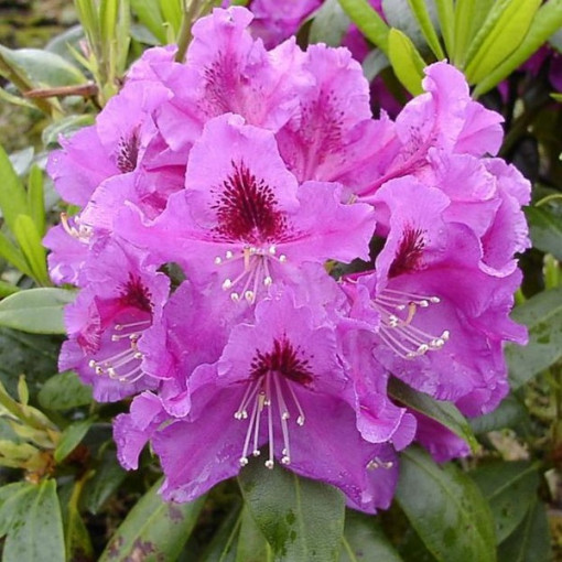 Rododendron (Azalka) Rasputin P9/C1