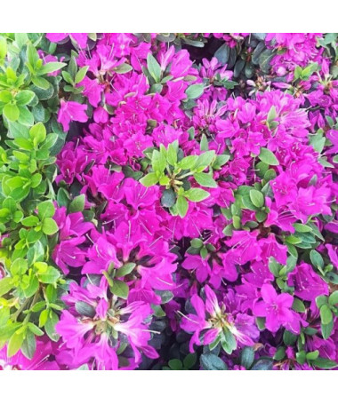 Rododendron (Azalka) 'Purpurtraum' P9/C1