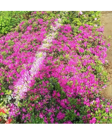 Rododendron (Azalka) 'Purpurtraum' P9/C1