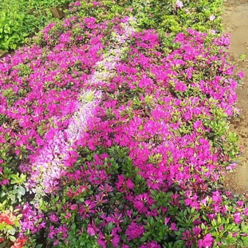 Rododendron (Azalka) 'Purpurtraum' P9/C1