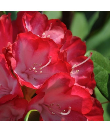 Rhododendron (Azalka) Prinz Karneval P9/C1