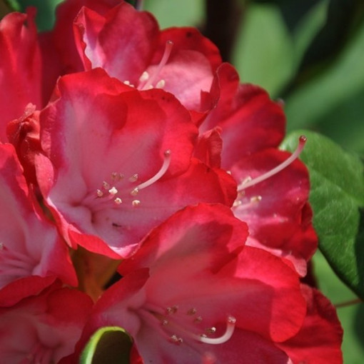 Rhododendron (Azalka) Prinz Karneval P9/C1