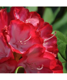 Rhododendron (Azalka) Prinz Karneval P9/C1