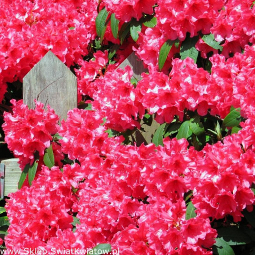 Rhododendron (Azalka) Prinz Karneval P9/C1