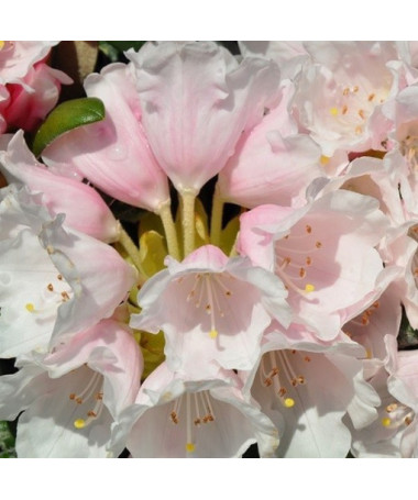 Rhododendron (Azalka) Polaris P9/C1