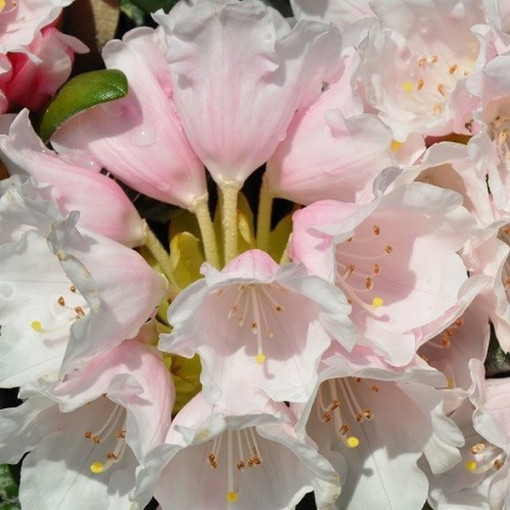 Rhododendron (Azalka) Polaris P9/C1