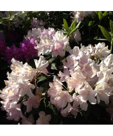 Rhododendron (Azalka) Polaris P9/C1