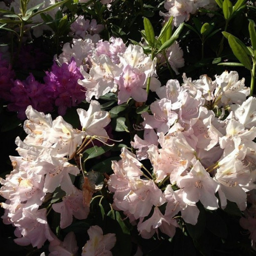 Rhododendron (Azalka) Polaris P9/C1