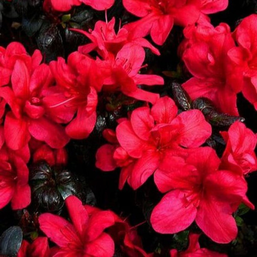 Rododendron (Azálie) 'Marushka' P9/C1