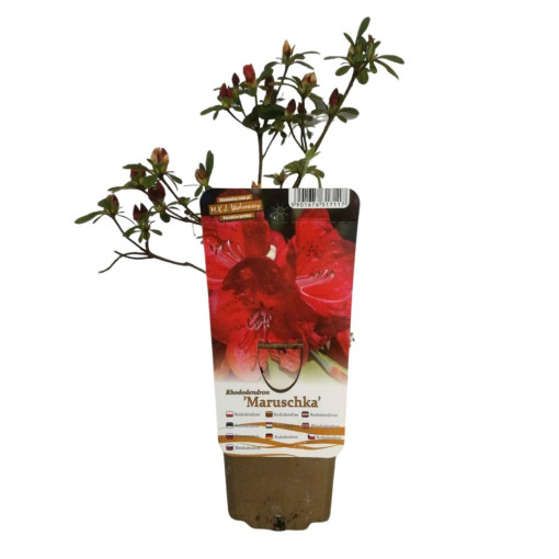 Rododendron (Azálie) 'Marushka' P9/C1