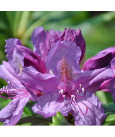 Rododendron (Azálie) Lee's Dark Purple P9/C1