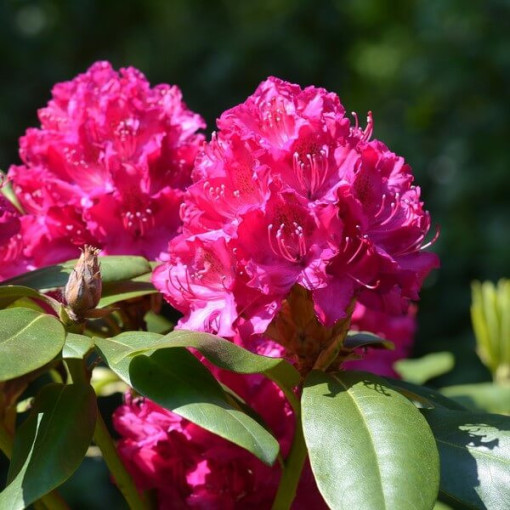 Rododendron (Azálie) 'Kermesina Rose' P9/C1