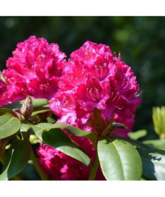 Rododendron (Azálie) 'Kermesina Rose' P9/C1