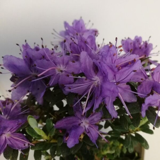 Rododendron (Azalka) 'Impeditum' P9/C1