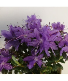 Rododendron (Azalka) 'Impeditum' P9/C1