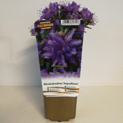 Rododendron (Azalka) 'Impeditum' P9/C1