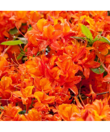 Rododendron (Azalka) Hotspur Red P9/C1