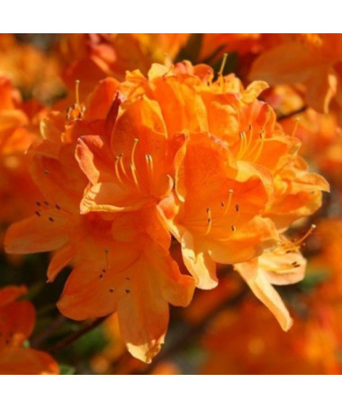 Rododendron (Azalka) Golden Eagle P9/C1