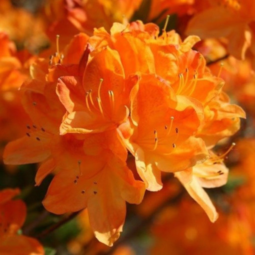 Rododendron (Azalka) Golden Eagle P9/C1