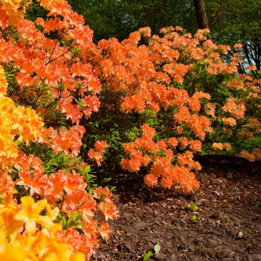 Rododendron (Azalka) Golden Eagle P9/C1