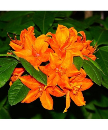 Rododendron (Azalka) Fireball P9/C1