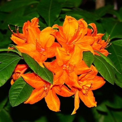 Rododendron (Azalka) Fireball P9/C1