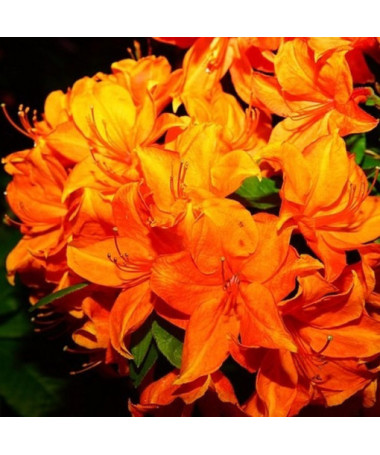 Rododendron (Azalka) Fireball P9/C1