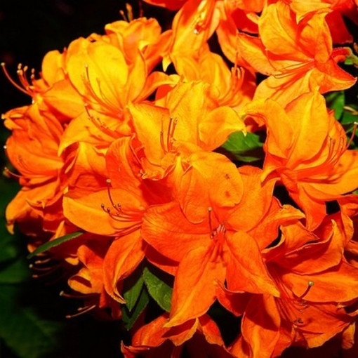 Rododendron (Azalka) Fireball P9/C1