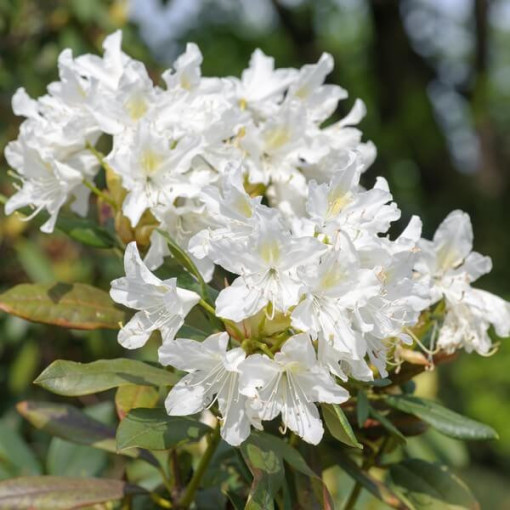 Rododendron (Azalka) Cunningham's White květináč, 2L