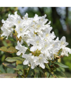 Rododendron (Azalka) Cunningham's White květináč, 2L