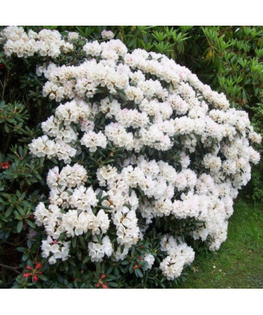 Rododendron (Azalka) Cunningham's White P9/C1