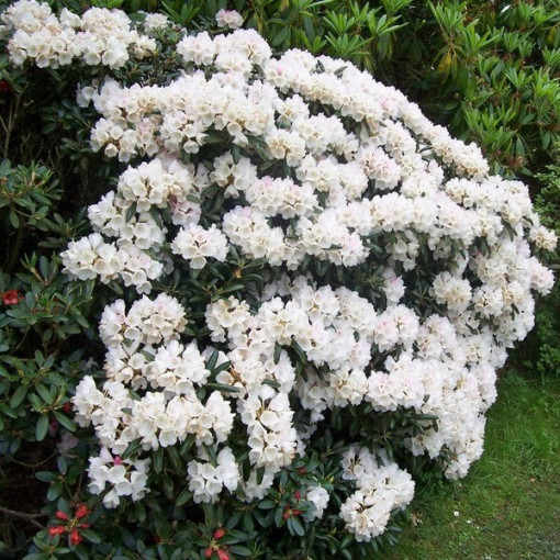 Rododendron (Azalka) Cunningham's White P9/C1