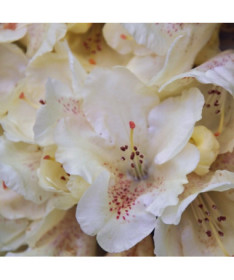 Rododendron (Azalka) 'Cream Crest' P9/C1