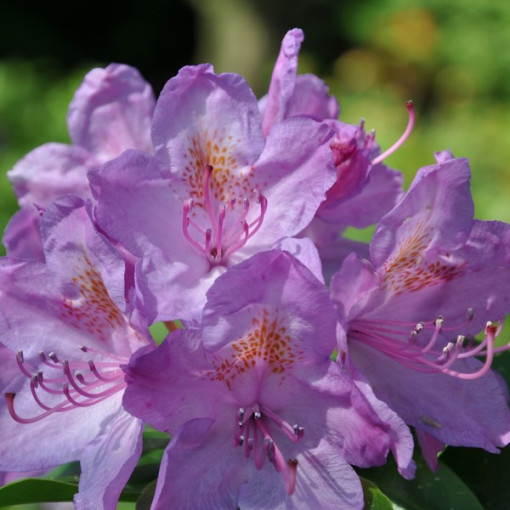 Rododendron (Azalka) Catawbiense Grandiflorum P9/C1
