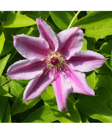 Clematis Nelly Moser (velkokvětý) květináč 4L