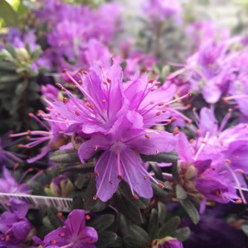 Rododendron (Azálie) 'Blue Silver' P9/C1