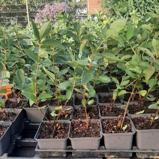 Kamčatská borůvka 'Tomi'