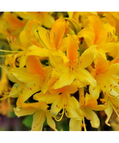 Rododendron (Azálie) Anneke P9/C1