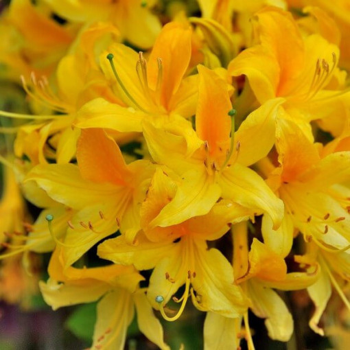 Rododendron (Azálie) Anneke P9/C1