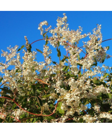 Rdesno Auberta P9/C1