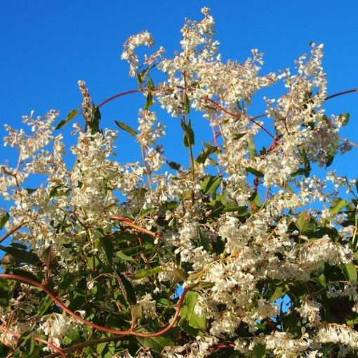 Rdesno Auberta P9/C1