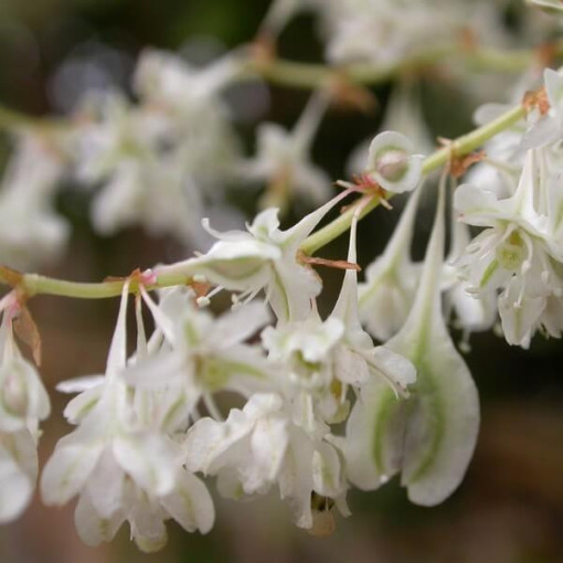 Rdesno Auberta P9/C1