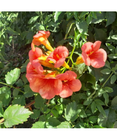 Trubač Americký, 2l