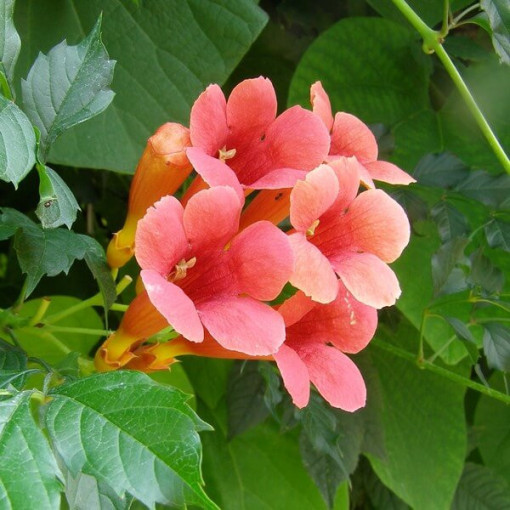Trubač americký (Campsis radicans) P9/C1