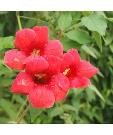 Trubač americký (Campsis radicans) P9/C1