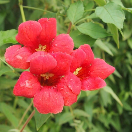 Trubač americký (Campsis radicans) P9/C1