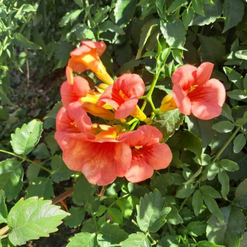 Trubač americký (Campsis radicans) P9/C1