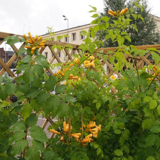 Americká trubač Judy květináč, 4l